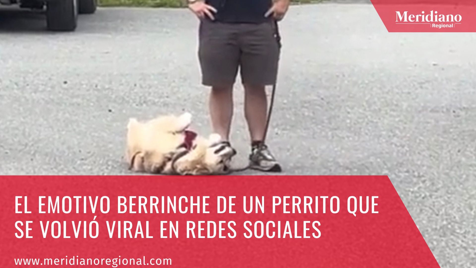 El emotivo berrinche de un perrito que se volvió viral en redes sociales