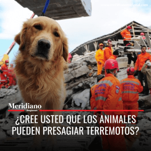meridiano regional - los animales pueden presagiar terremotos - Universidad Autónoma de México, - noticias temblores - Meridiano Regional meridiano regional - los animales pueden presagiar terremotos - Universidad Autónoma de México, - noticias temblores