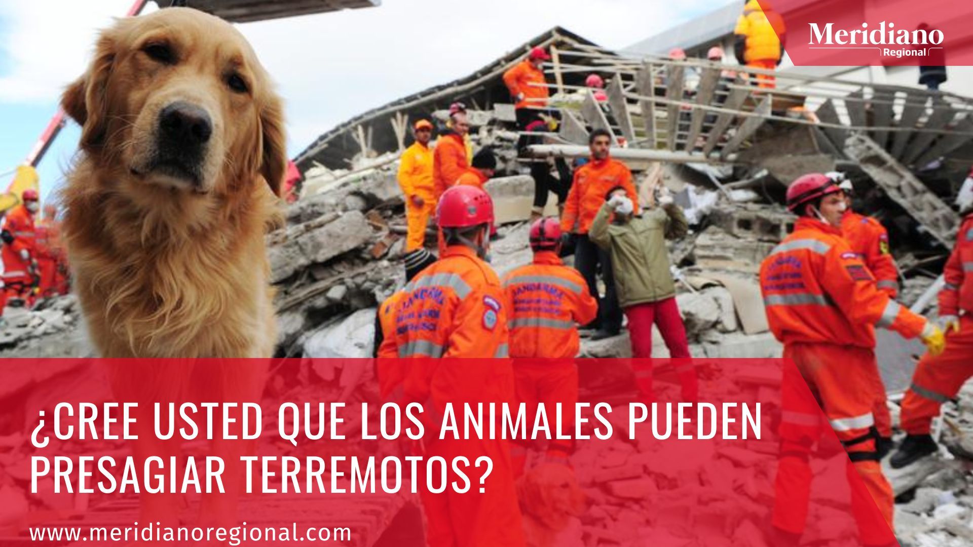  meridiano regional -  los animales pueden presagiar terremotos - Universidad Autónoma de México, - noticias temblores