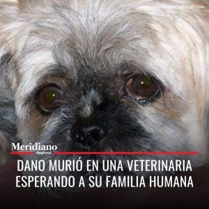 Meridiano regional - Dano murió en una veterinaria esperando a su familia humana – noticia – noticias cauca – noticias animalistas (2) - Meridiano Regional Meridiano regional - Dano murió en una veterinaria esperando a su familia humana – noticia – noticias cauca – noticias animalistas