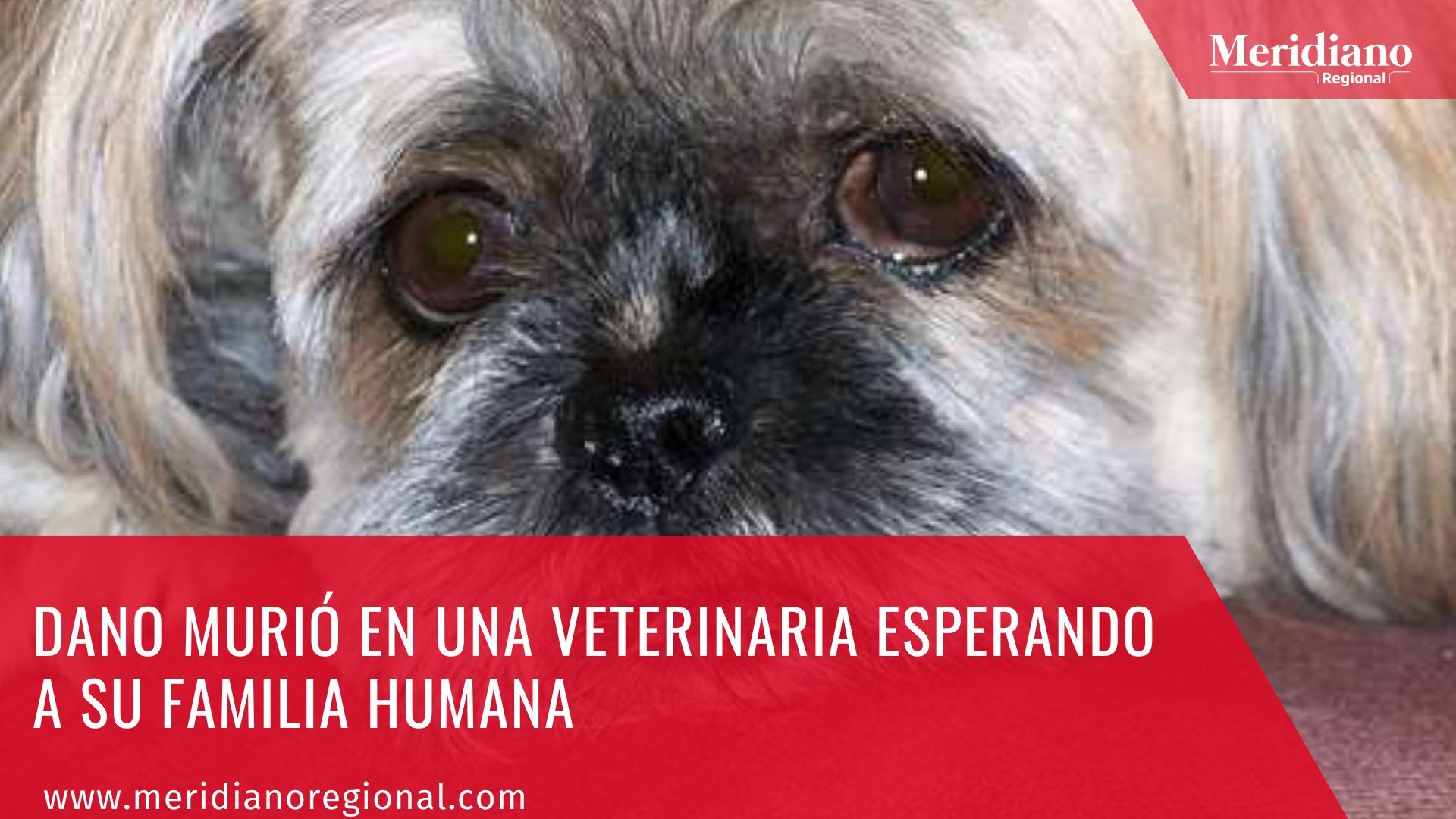 Meridiano regional - Dano murió en una veterinaria esperando a su familia humana – noticia – noticias cauca – noticias animalistas