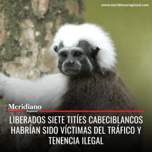 Meridiano regional - Liberados siete titíes cabeciblancos habrían sido víctimas del tráfico y tenencia ilegal – noticias bajo cauca – antioqueño - DAGMA - Meridiano Regional Meridiano regional - Liberados siete titíes cabeciblancos habrían sido víctimas del tráfico y tenencia ilegal – noticias bajo cauca – antioqueño - DAGMA