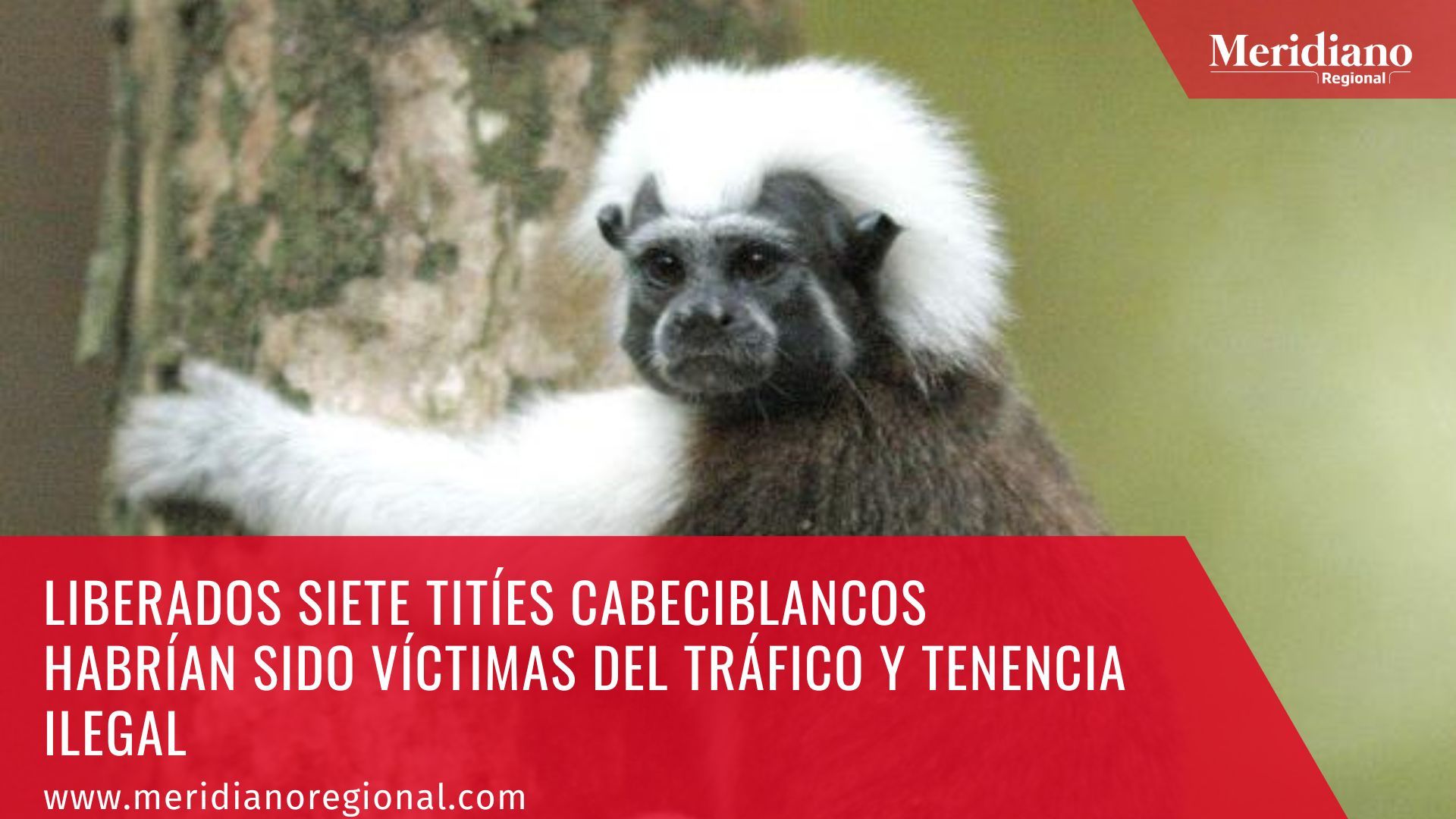 Meridiano regional - Liberados siete titíes cabeciblancos habrían sido víctimas del tráfico y tenencia ilegal – noticias bajo cauca – antioqueño - DAGMA
