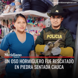 Meridiano regional - Un oso hormiguero fue rescatado en Piedra Sentada Cauca - municipio El Patía – noticias cauca – noticias Popayán - Corporación Autónoma Regional (CRC)