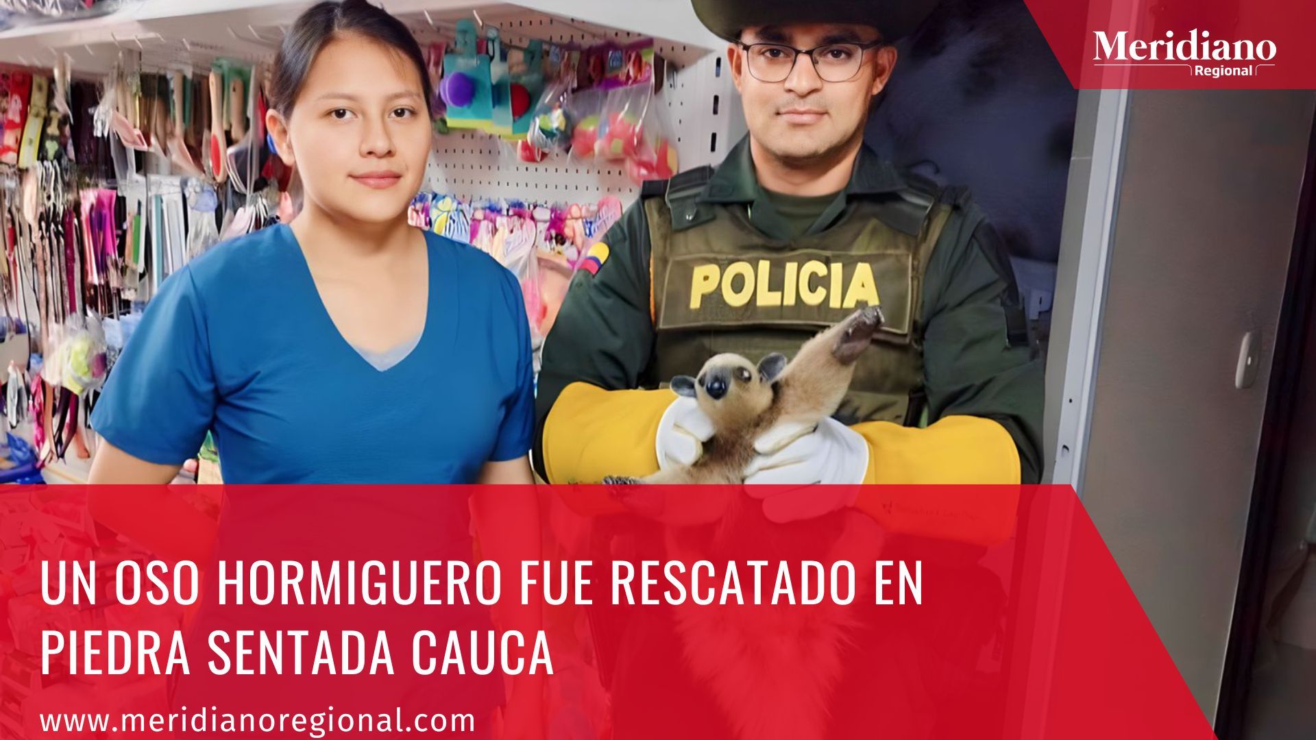 Meridiano regional - Un oso hormiguero fue rescatado en Piedra Sentada Cauca - municipio El Patía – noticias cauca – noticias Popayán - Corporación Autónoma Regional (CRC)