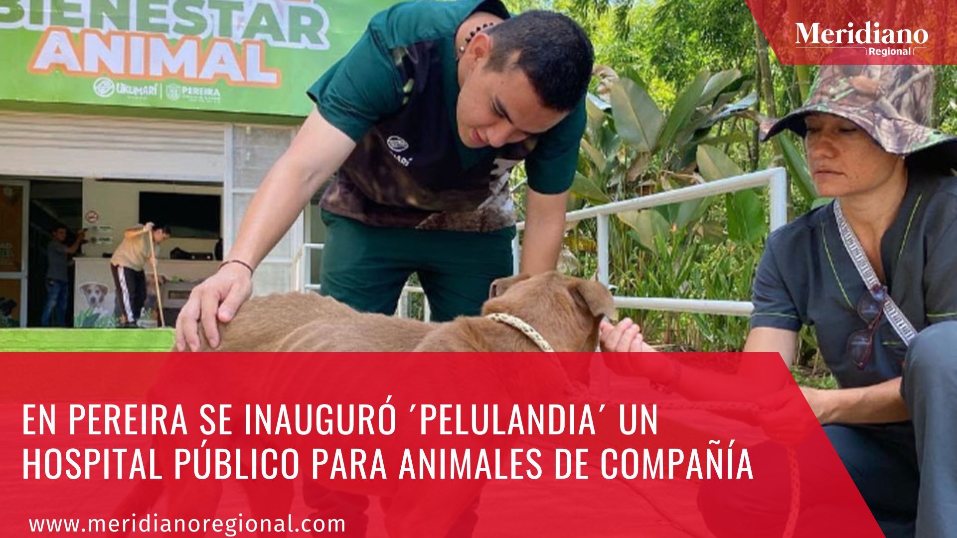 Meridiano regional - en Pereira se inauguró ´Pelulandia´ un hospital público para animales de compañía – noticias Pereira – noticias nacionales (3)