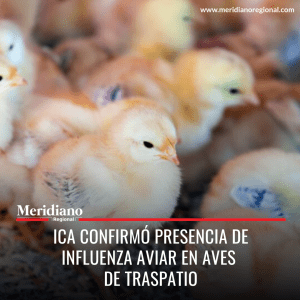 Meridiano regional – noticias colombianas - noticias cauca – noticias Popayán - ICA confirmó presencia de influenza aviar en aves de traspatio