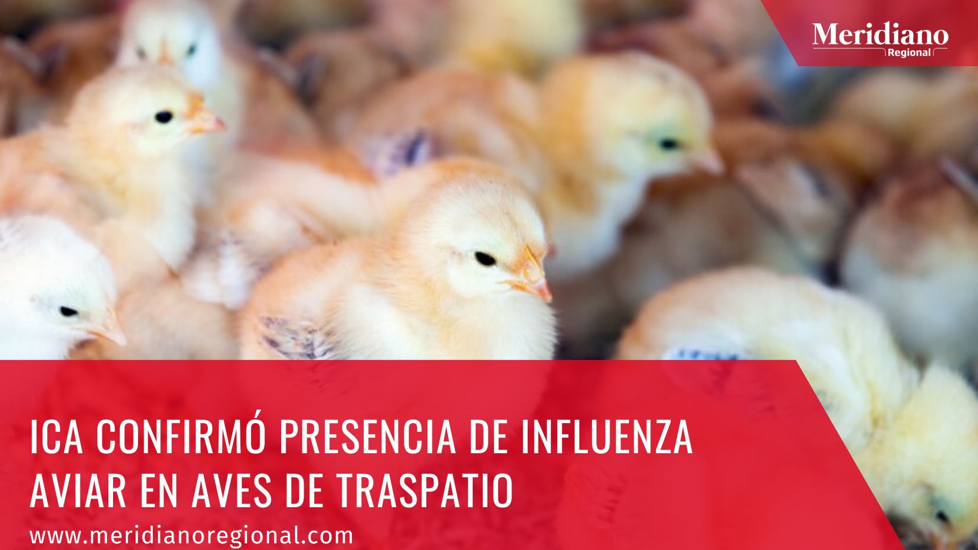 Meridiano regional – noticias colombianas  - noticias cauca – noticias Popayán - ICA confirmó presencia de influenza aviar en aves de traspatio