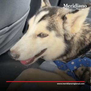 meridiano-regional-noticias-jamundi-noticias-valle-perro-ovito-raza-husky-siberiano-maltrato-animal-noticias-cauca