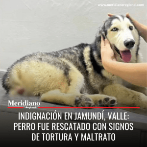 meridiano-regional-noticias-jamundi-noticias-valle-perro-ovito-raza-husky-siberiano-maltrato-animal-noticias-cauca