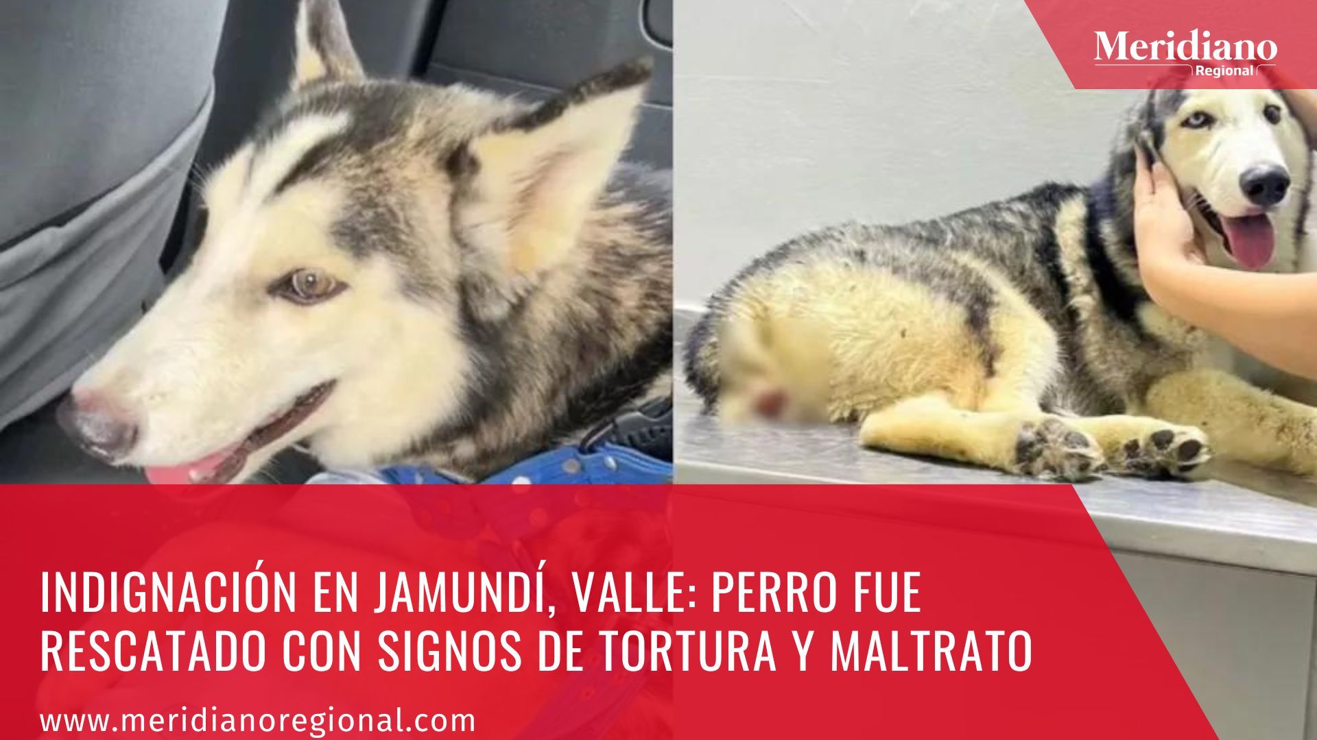 meridiano-regional-noticias-jamundi-noticias-valle-perro-ovito-raza-husky-siberiano-maltrato-animal-noticias-cauca