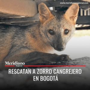 Meridiano regional – noticias cauca – noticias Bogotá - Rescatan a Zorro Cangrejero en Bogotá - Meridiano Regional Meridiano regional – noticias cauca – noticias Bogotá - Rescatan a Zorro Cangrejero en Bogotá