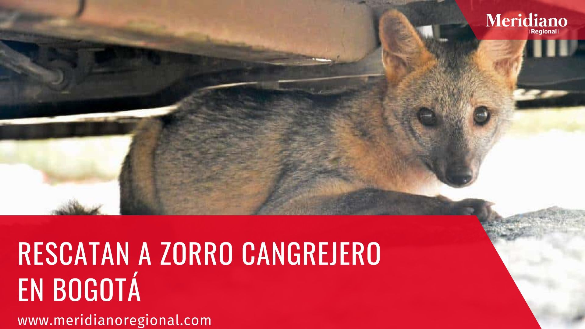 Meridiano regional – noticias cauca – noticias Bogotá - Rescatan a Zorro Cangrejero en Bogotá