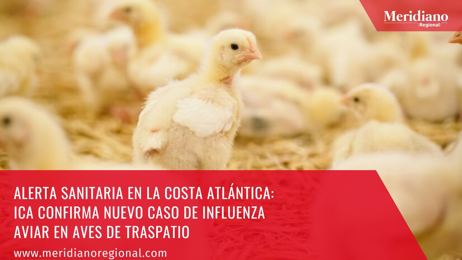 Meridiano regional – noticias cauca – noticias Colombia - Alerta sanitaria en la Costa Atlántica ICA confirma nuevo caso de influenza aviar en aves de traspatio