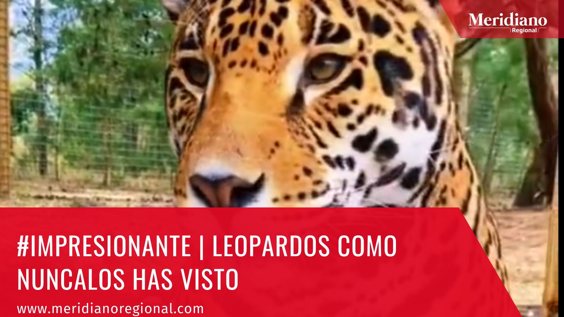 Safari Sammie - Meridiano regional - leopardos como nunca los has visto - video virales de leopardos