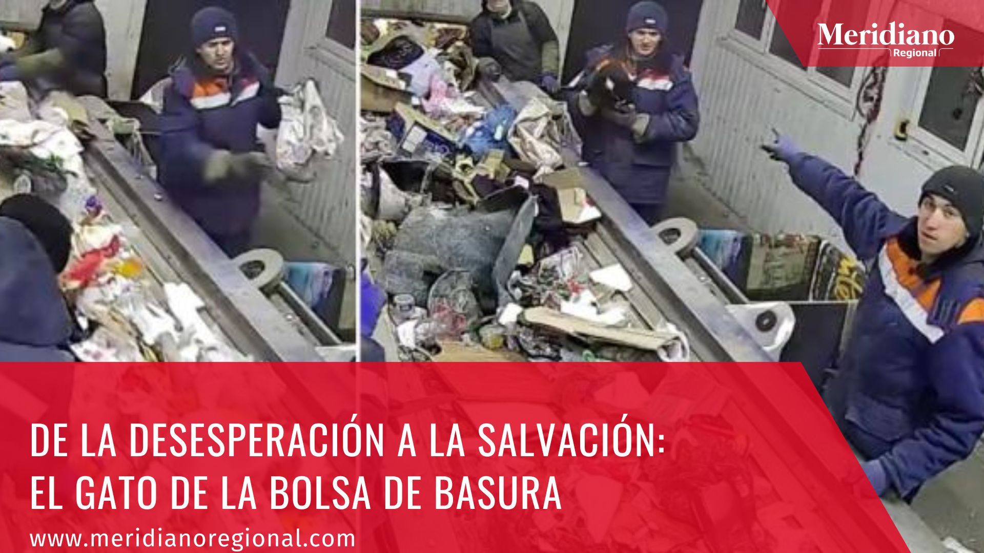 meridiano regional - En una dramática escena que ha sacudido las redes sociales, un gato a punto de caer en una trituradora - noticias internacionales - videos virales - gatos