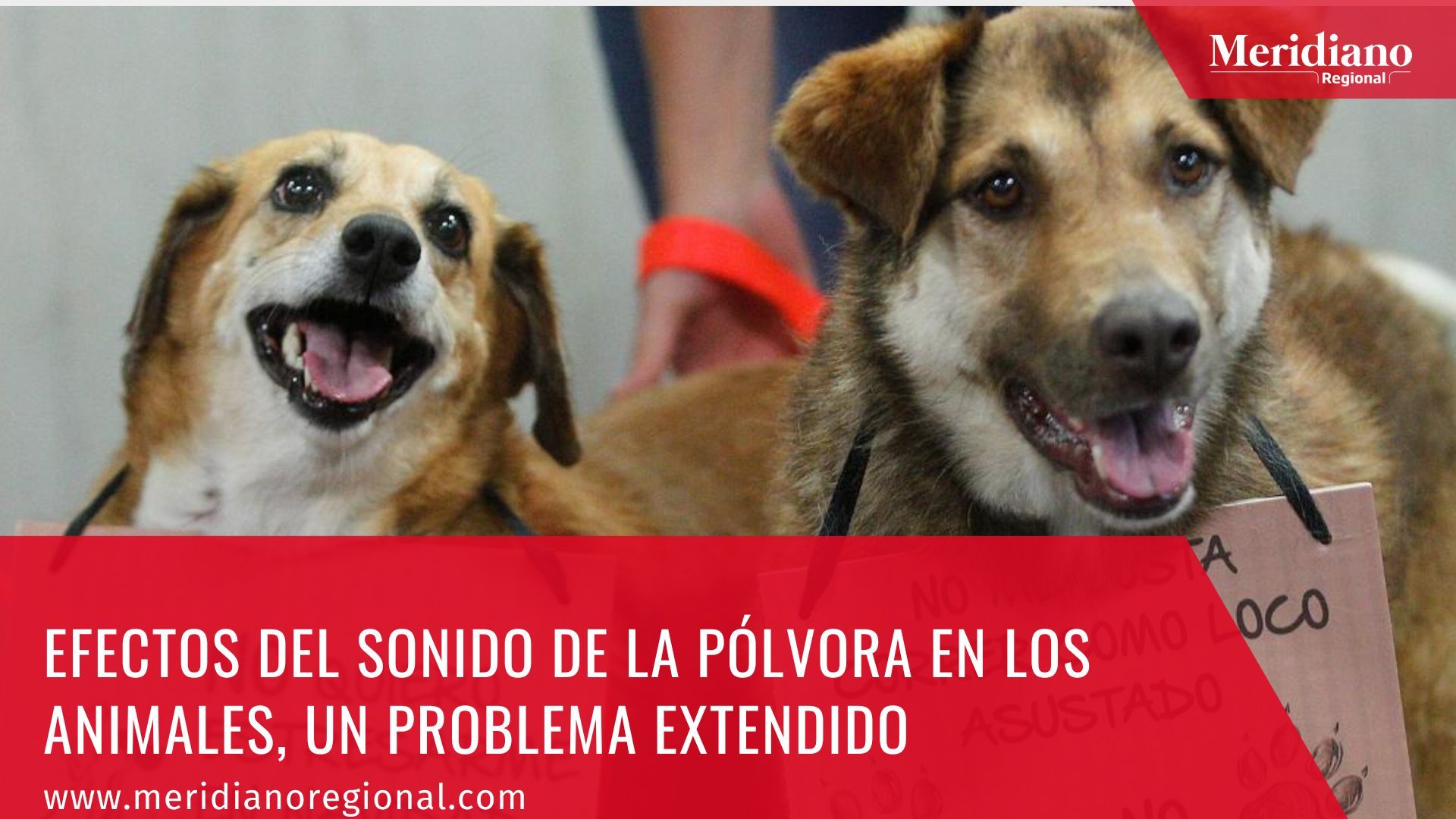 Efectos del sonido de la pólvora en los animales, un problema extendido