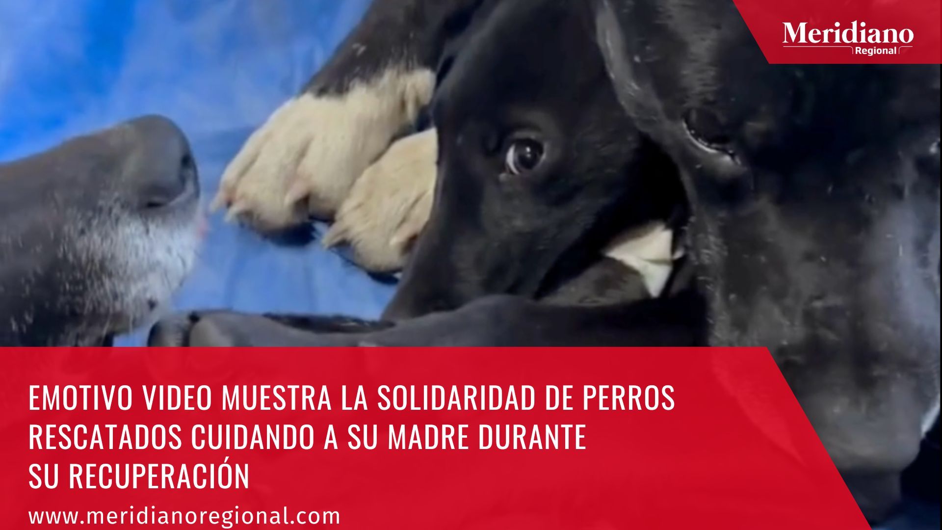 meridiano regional - Emotivo video muestra la solidaridad de perros rescatados cuidando a su madre durante su recuperación - noticias internacionales - perros cuidan a su madre