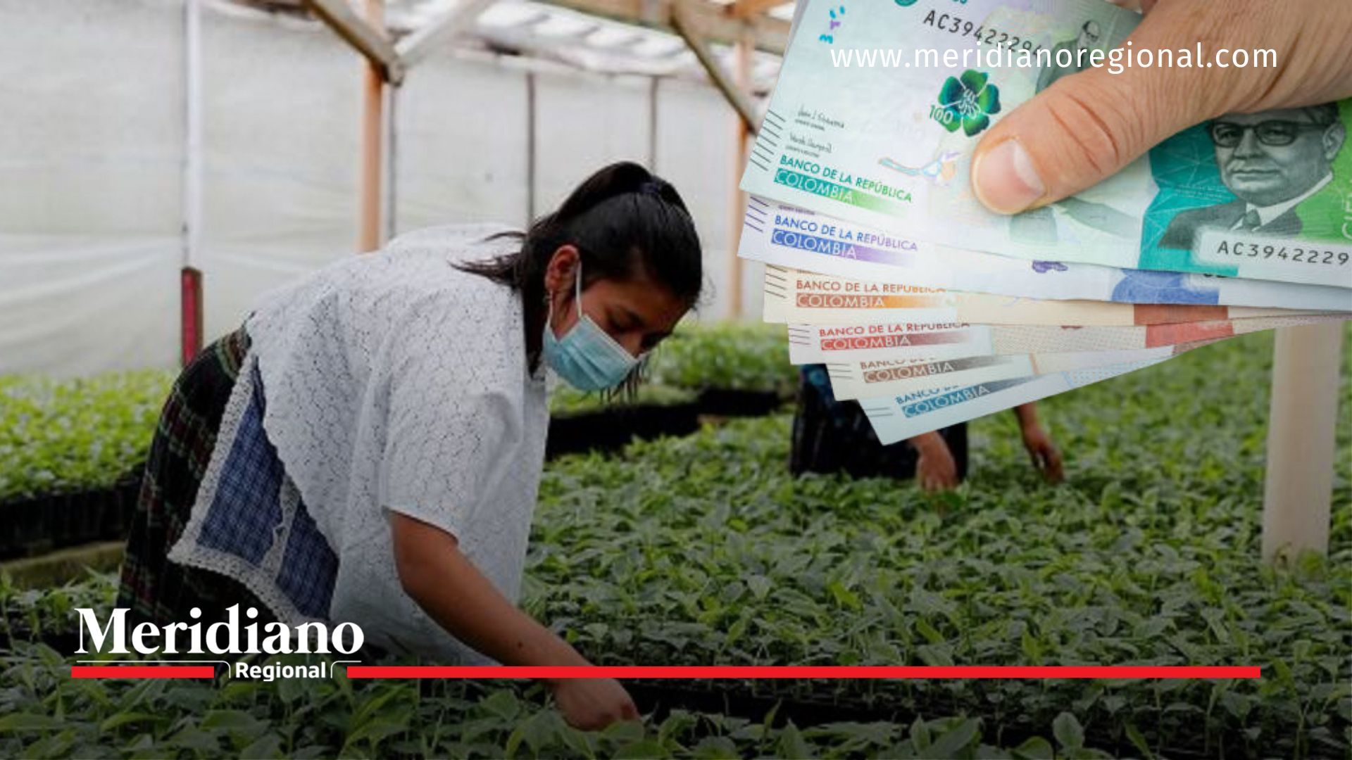 Meridiano regional - Precios de insumos del sector agro e industrial experimentan alzas según el Dane - noticias cauca - noticias Popayán - noticias colombianas