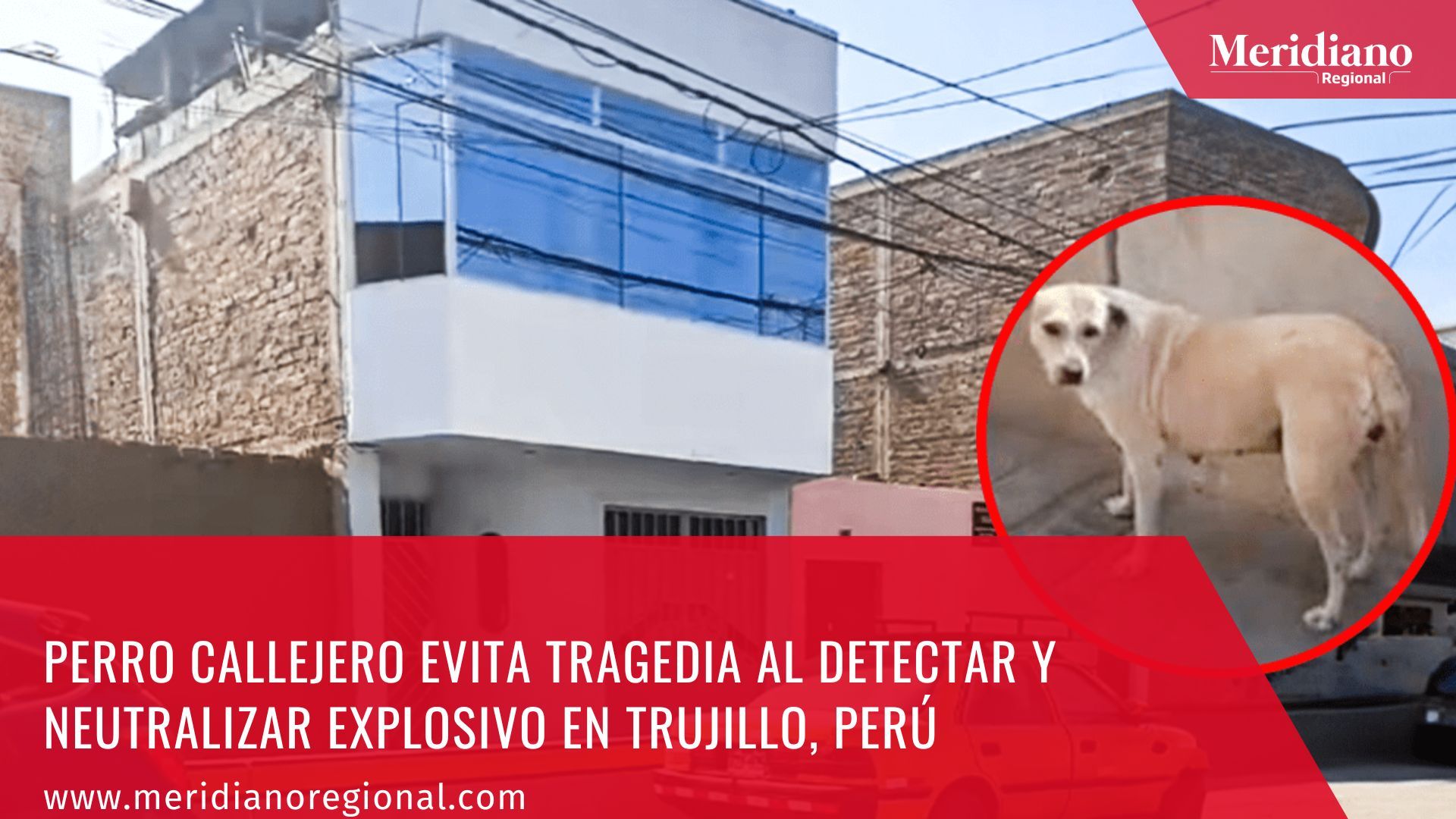 Meridiano regional - noticias internacionales - noticias colombia - noticias Popayán - Perro callejero evita tragedia al detectar y neutralizar explosivo en Trujillo, Perú