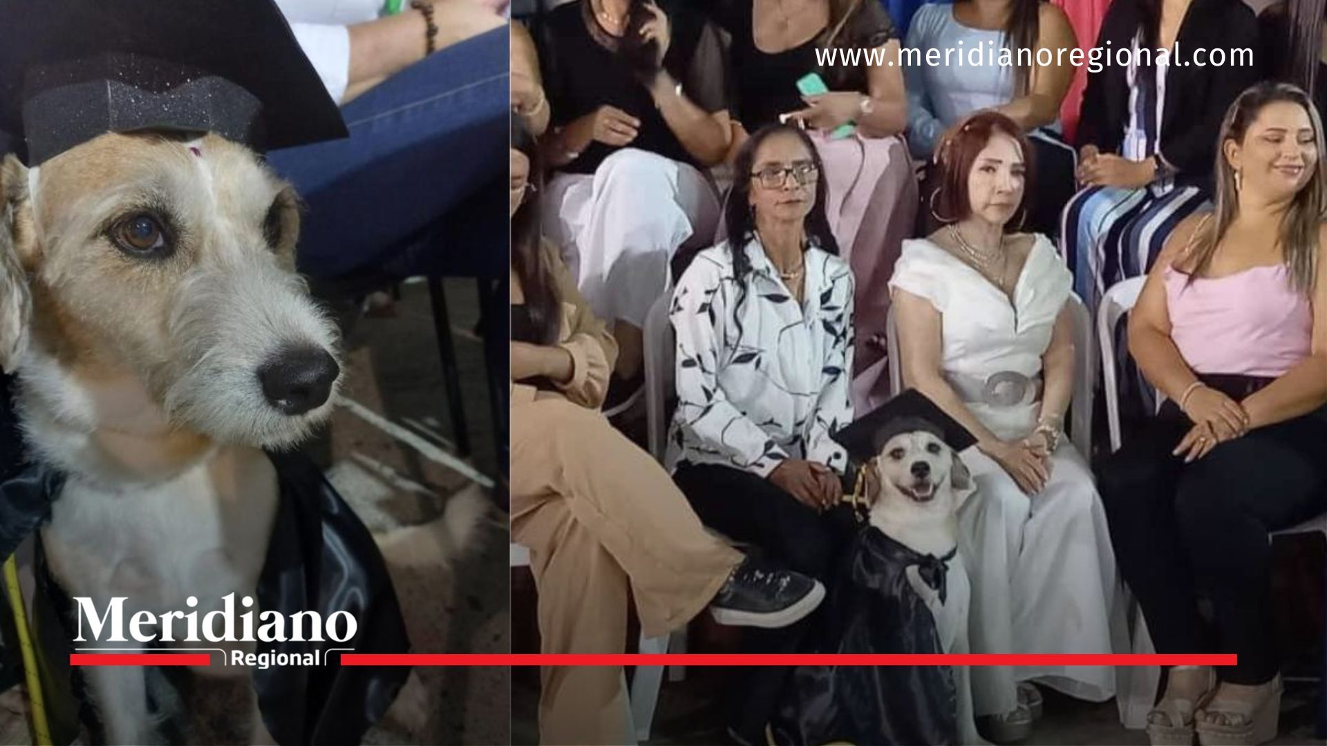 Meridiano regional - noticias virales - armenia, quindio -Emotiva Graduación en Armenia: Mona, la canina adoptada, celebra con bachilleres