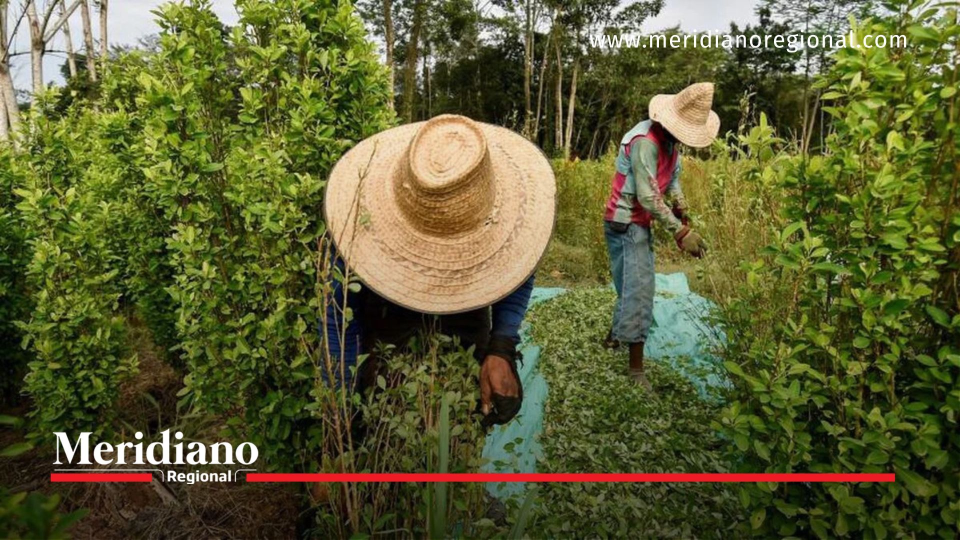 Meridiano regional - Quindío inaugura el primer dispensario legal de cannabis en flor en Colombia - noticias cauca - noticias colombia - noticias colombianas