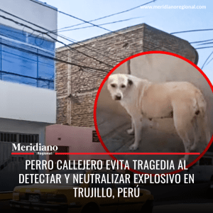 Meridiano - Instagram -5 - Meridiano Regional Meridiano regional - noticias internacionales - noticias colombia - noticias Popayán - Perro callejero evita tragedia al detectar y neutralizar explosivo en Trujillo, Perú