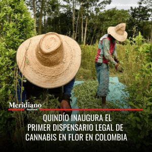 Meridiano regional - Quindío inaugura el primer dispensario legal de cannabis en flor en Colombia - noticias cauca - noticias colombia - noticias colombianas - Meridiano Regional Meridiano regional - Quindío inaugura el primer dispensario legal de cannabis en flor en Colombia - noticias cauca - noticias colombia - noticias colombianas
