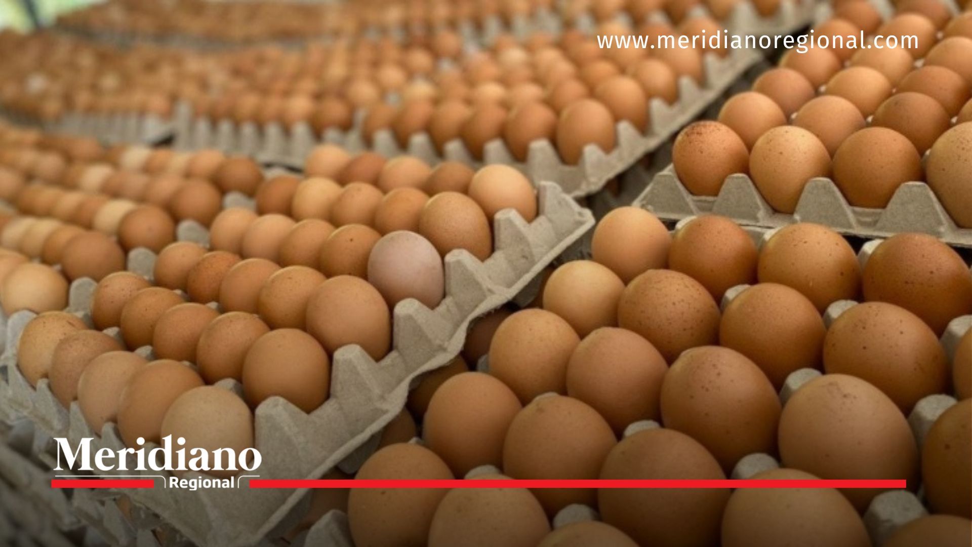 Meridiano regional - noticias cauca - noticias colombia - noticias Popayán - Precio del huevo en Colombia bajo