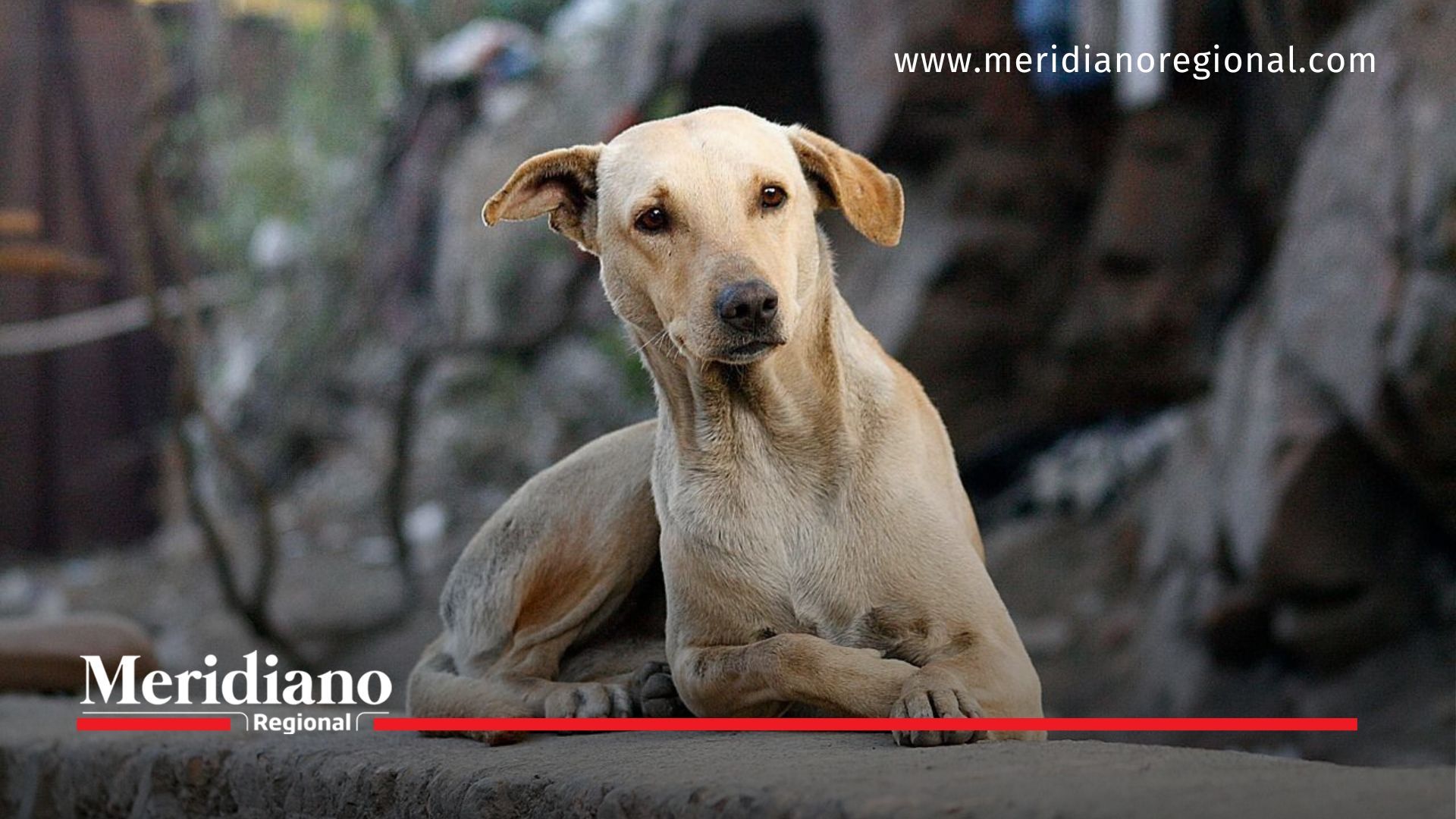 Meridiano regional - noticias internacionales - carne de perro - Consumir carne de perro, aún es legal en algunos países - maltrato animal 