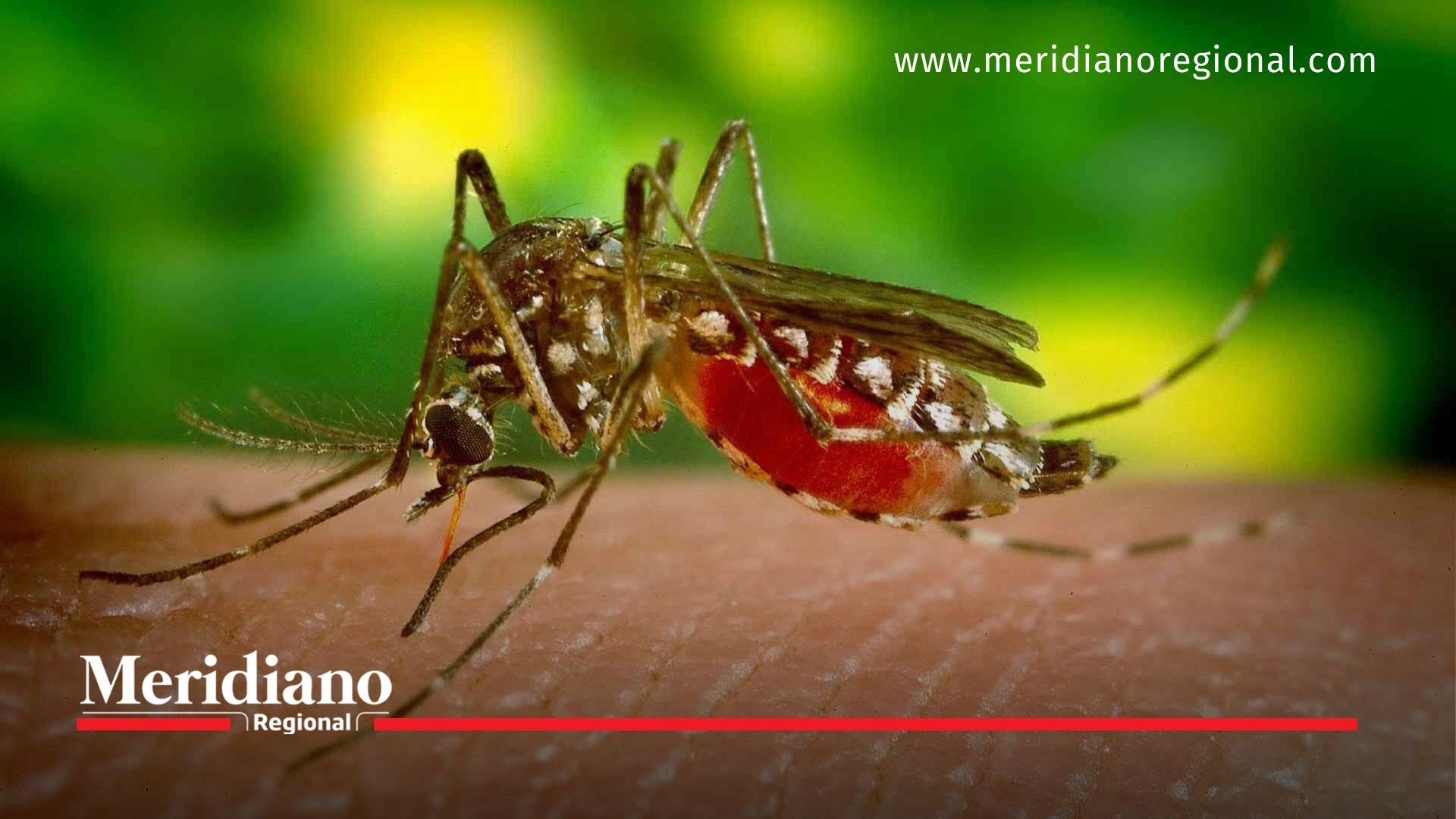 Alerta en el Valle del Cauca: En 30 días una zancuda de Aedes Aegypti puede poner mil huevos - meridiano regional 