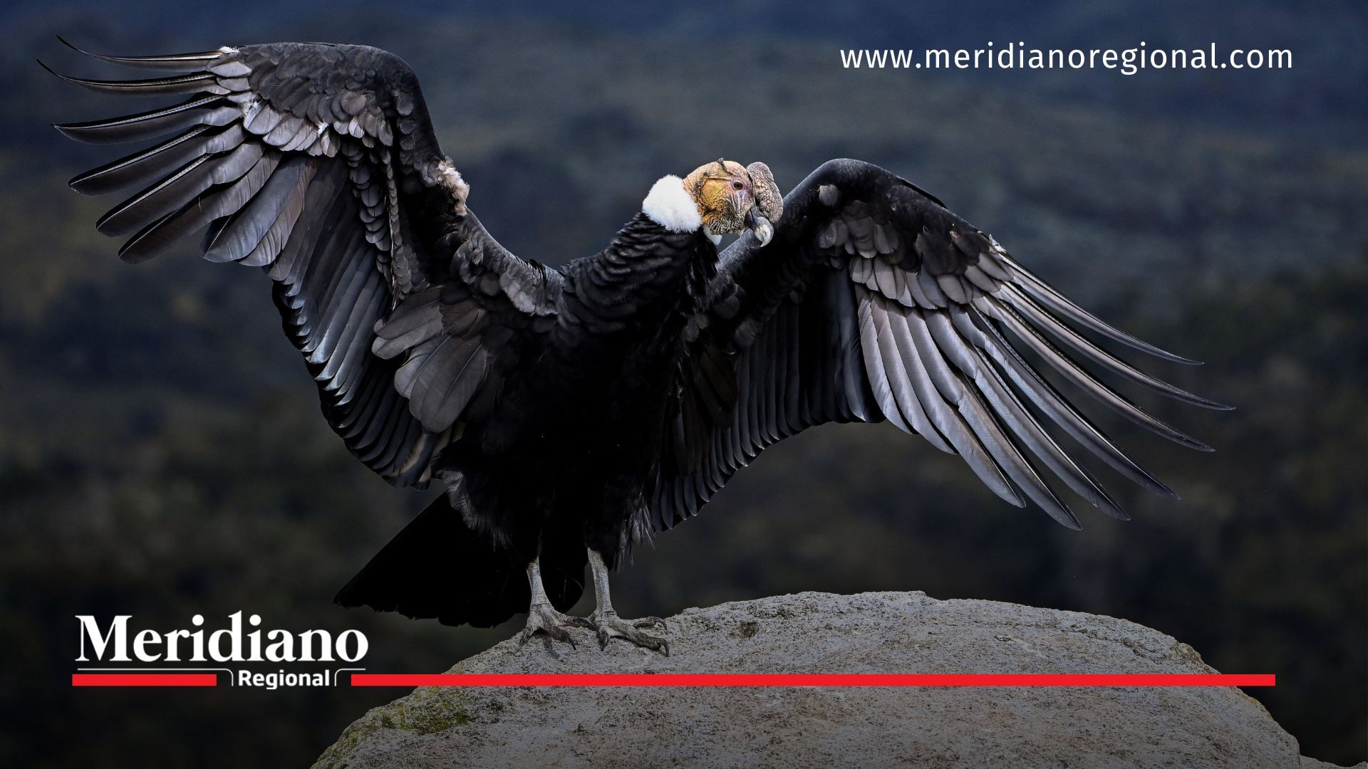 Meridiano regional - fauna y flora colombia - animales en vía de extinción colombia - noticias - Fundación Parque Jaime Duque advierte peligro crítico para el cóndor de los Andes