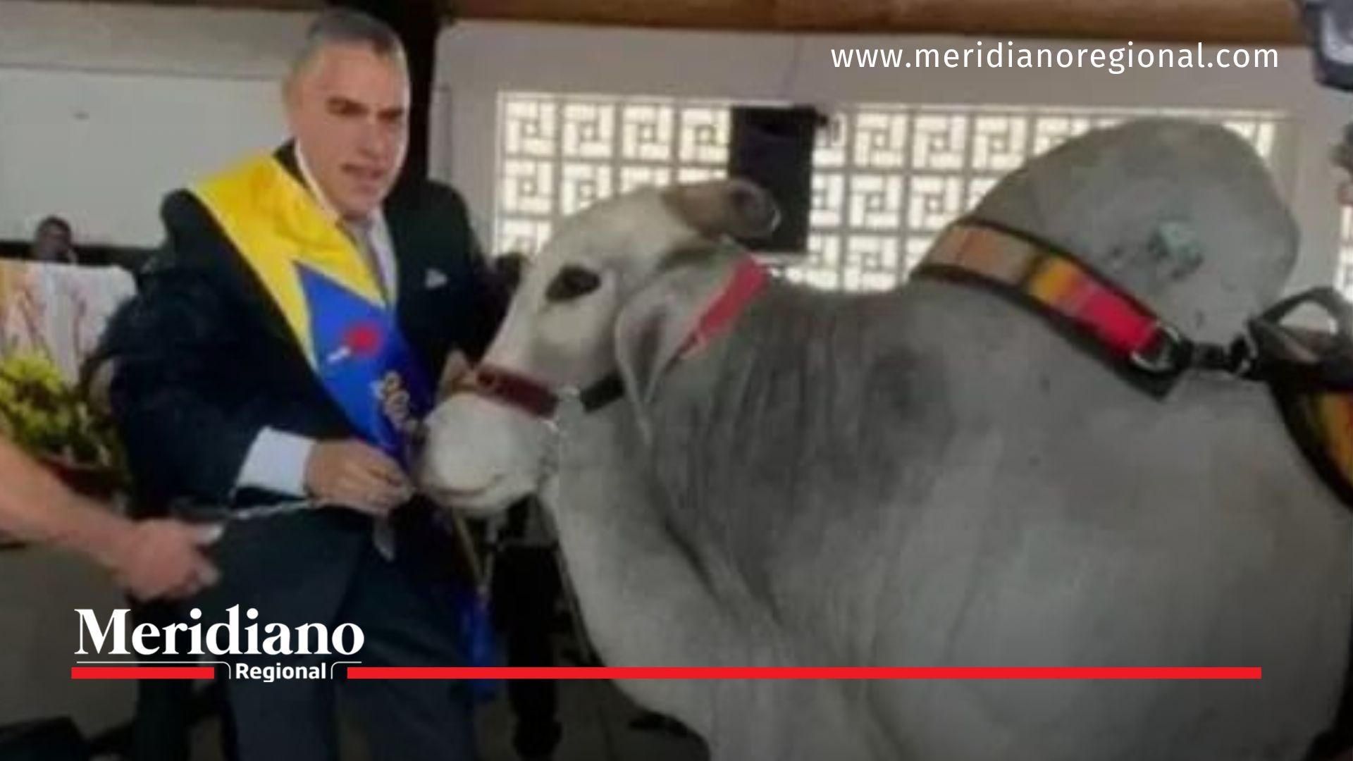 Meridiano regional - noticias cauca - noticias Popayán - noticias colombia-  La posesión del alcalde de Filandia en el Quindío conto con la presencia de un invitado especial,un toro cebú