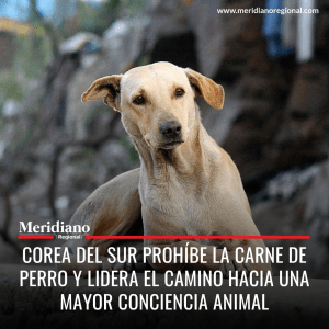 Meridiano regional - noticias internacionales - carne de perro - Consumir carne de perro, aún es legal en algunos países - maltrato animal