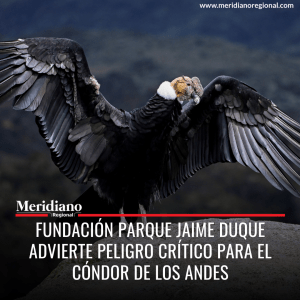 Meridiano regional - fauna y flora colombia - animales en vía de extinción colombia - noticias - Fundación Parque Jaime Duque advierte peligro crítico para el cóndor de los Andes