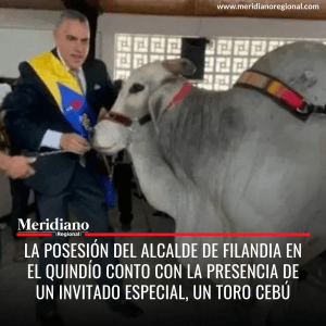 Meridiano regional - noticias cauca - noticias Popayán - noticias colombia-  La posesión del alcalde de Filandia en el Quindío conto con la presencia de un invitado especial,un toro cebú