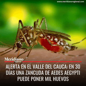 Alerta en el Valle del Cauca: En 30 días una zancuda de Aedes Aegypti puede poner mil huevos - meridiano regional - Meridiano Regional Alerta en el Valle del Cauca: En 30 días una zancuda de Aedes Aegypti puede poner mil huevos - meridiano regional