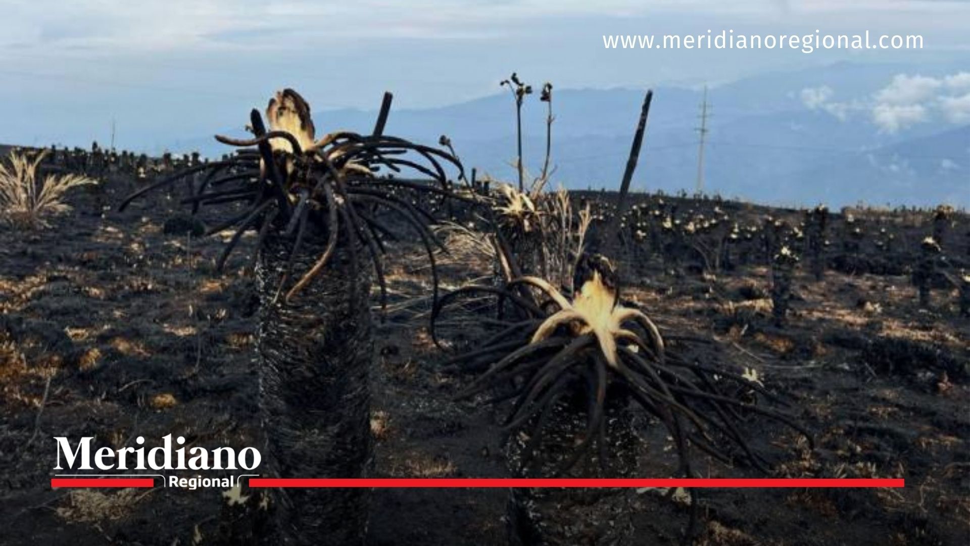 Frailejones afectados por incendios en el Páramo de Berlín podrían estar vivos - meridiano regional - noticias colombia - noticias cauca - noticias Popayán