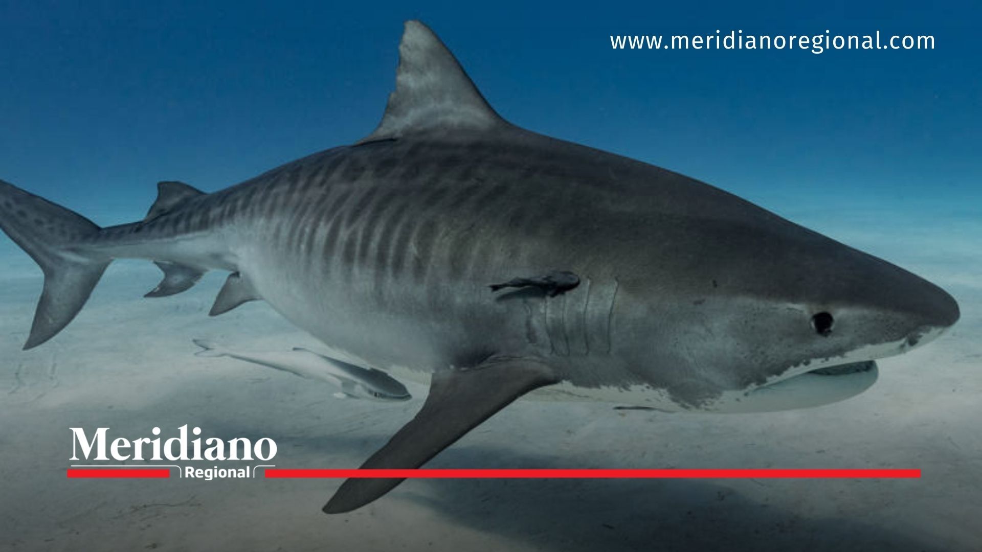 Pescadores que “capturen” un tiburón no serán judicializados - meridiano regional - noticias cauca - noticias colombianas - noticias cauca - noticias Popayán - noticias valle - noticias Nariño