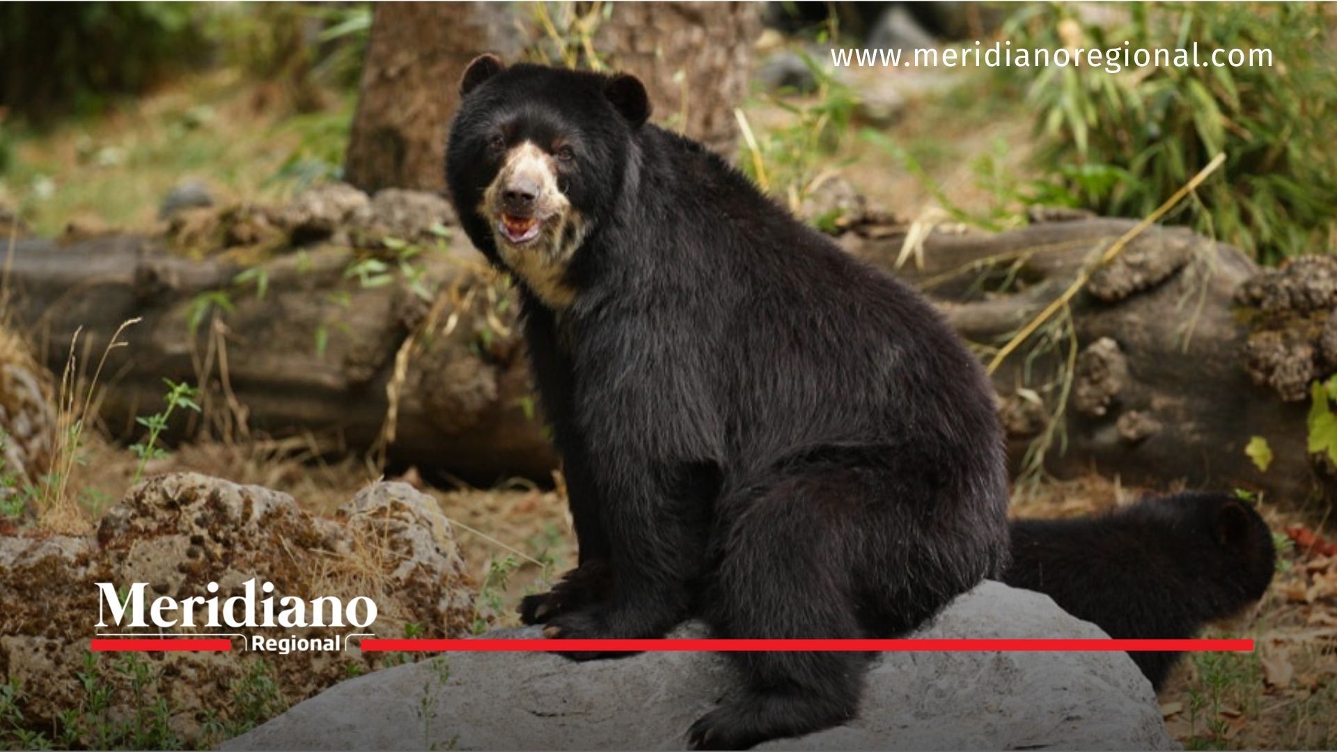 Alerta ambiental en Colombia Oso Andino en peligro de extinción - meridiano regional - noticias cauca - noticias colombia - noticias Popayán