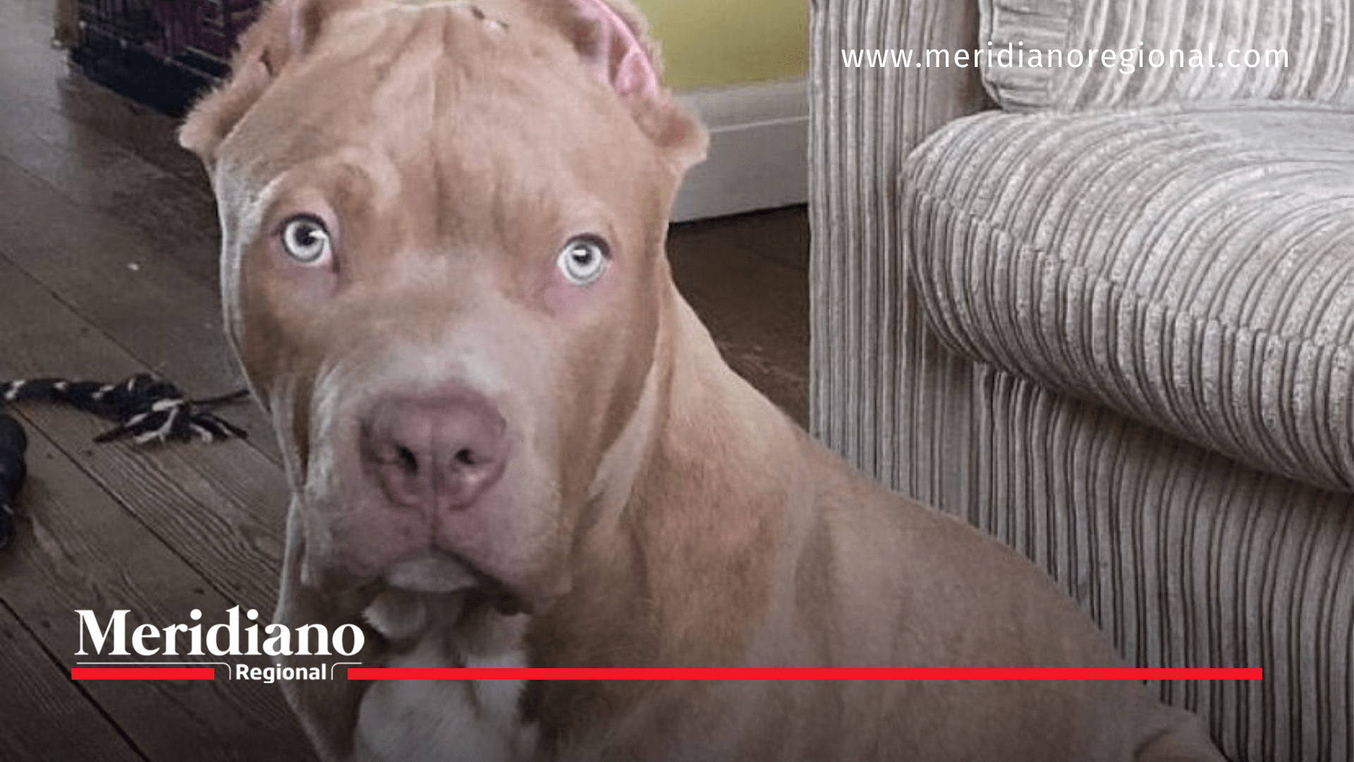 En el Reino Unido se prohíbe tener perros American Bully 
