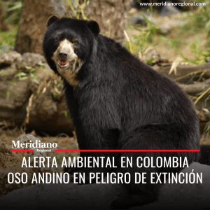 Alerta ambiental en Colombia Oso Andino en peligro de extinción - meridiano regional - noticias cauca - noticias colombia - noticias Popayán - Meridiano Regional Alerta ambiental en Colombia Oso Andino en peligro de extinción - meridiano regional - noticias cauca - noticias colombia - noticias Popayán