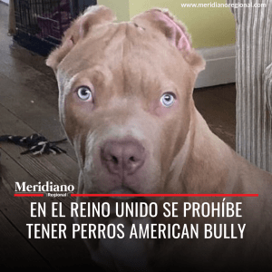 En el Reino Unido se prohíbe tener perros American Bully - Meridiano Regional En el Reino Unido se prohíbe tener perros American Bully
