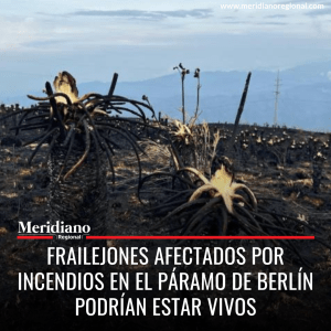 Frailejones afectados por incendios en el Páramo de Berlín podrían estar vivos - meridiano regional - noticias colombia - noticias cauca - noticias Popayán