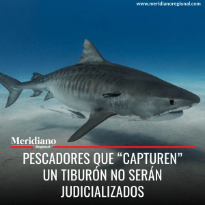Pescadores que “capturen” un tiburón no serán judicializados - meridiano regional - noticias cauca - noticias colombianas - noticias cauca - noticias Popayán - noticias valle - noticias Nariño - Meridiano Regional Pescadores que “capturen” un tiburón no serán judicializados - meridiano regional - noticias cauca - noticias colombianas - noticias cauca - noticias Popayán - noticias valle - noticias Nariño