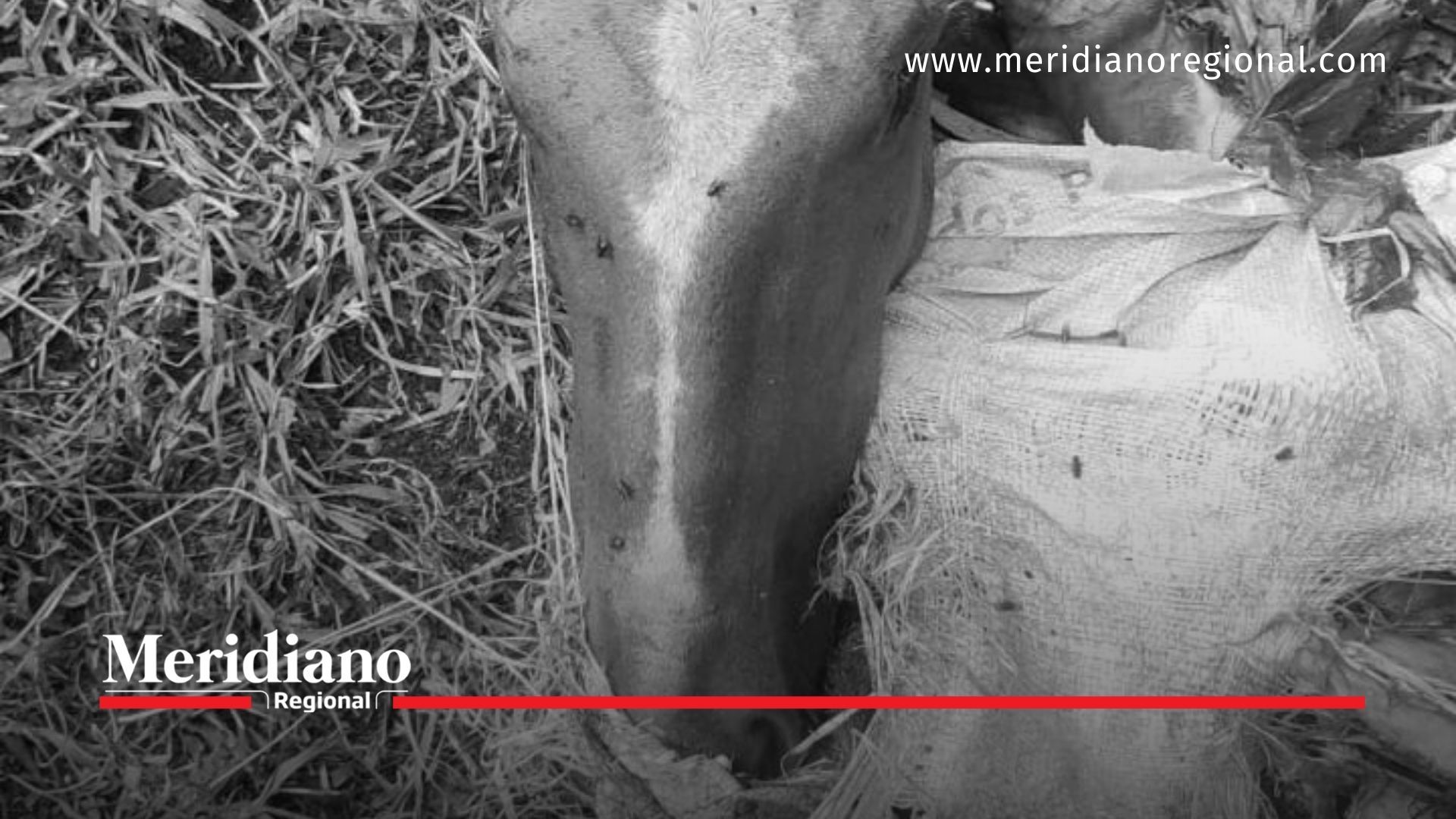 ¿Están vendiendo carne de caballo?, encuentran restos de este animal en la Panamericana