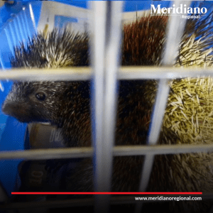 meridiano regional - Exitoso rescate de especies silvestres en Popayán por autoridades Policiales - noticias cauca - noticias Popayán - noticias colombia - Protección Ambiental de la Policía - Vereda la Regoya