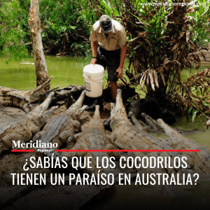 meridiano regional - ¿Sabías que los cocodrilos tienen un paraíso en Australia? - noticias cauca - noticias valle - noticias Santander de quilichao - Australia, en el Territorio Norte, los cocodrilos de agua salada han encontrado un refugio en Grahame Webb - noticias interesantes - Meridiano Regional meridiano regional - ¿Sabías que los cocodrilos tienen un paraíso en Australia? - noticias cauca - noticias valle - noticias Santander de quilichao - Australia, en el Territorio Norte, los cocodrilos de agua salada han encontrado un refugio en Grahame Webb - noticias interesantes