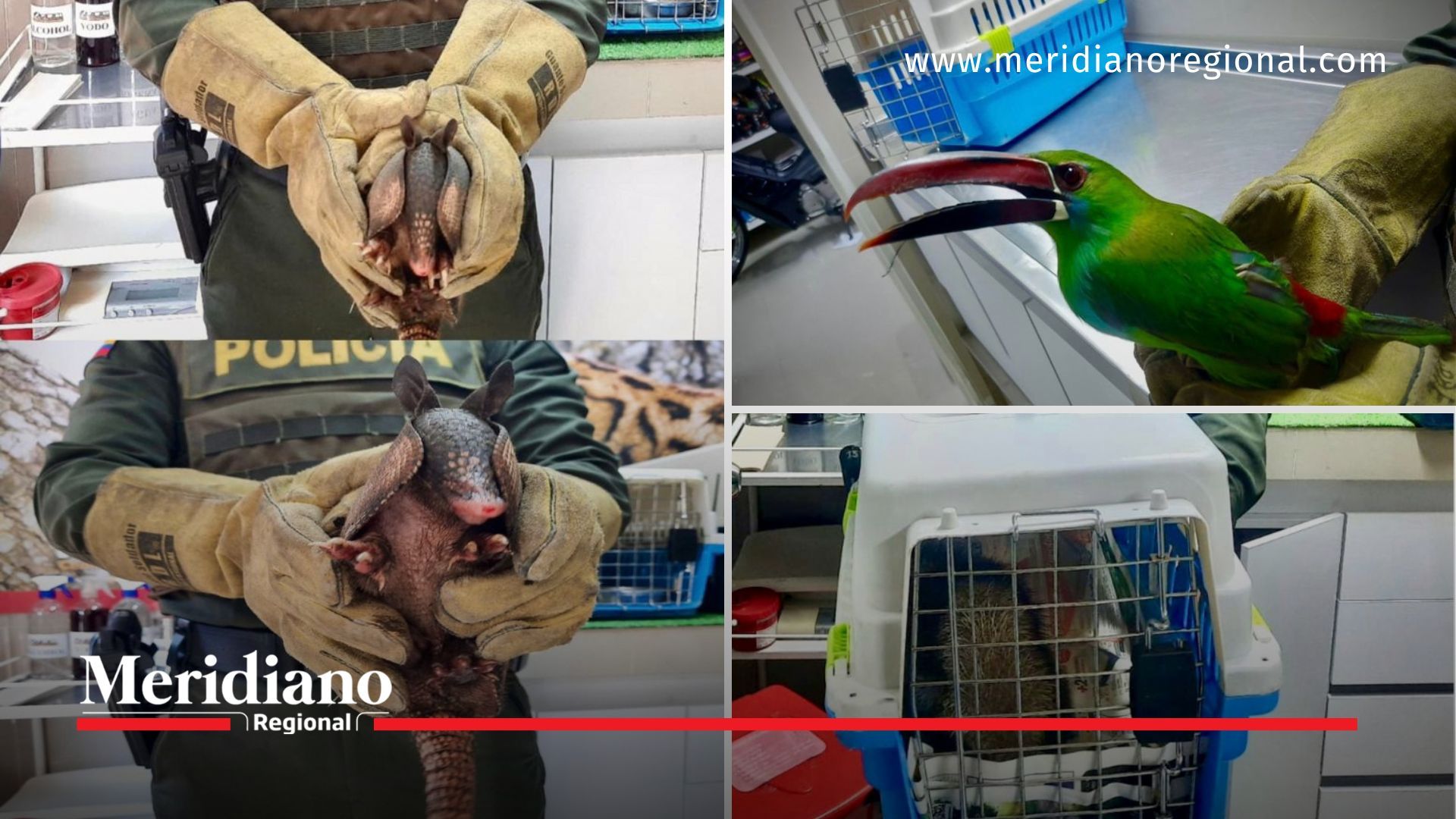 Exitoso rescate de especies silvestres en Popayán por autoridades Policiales