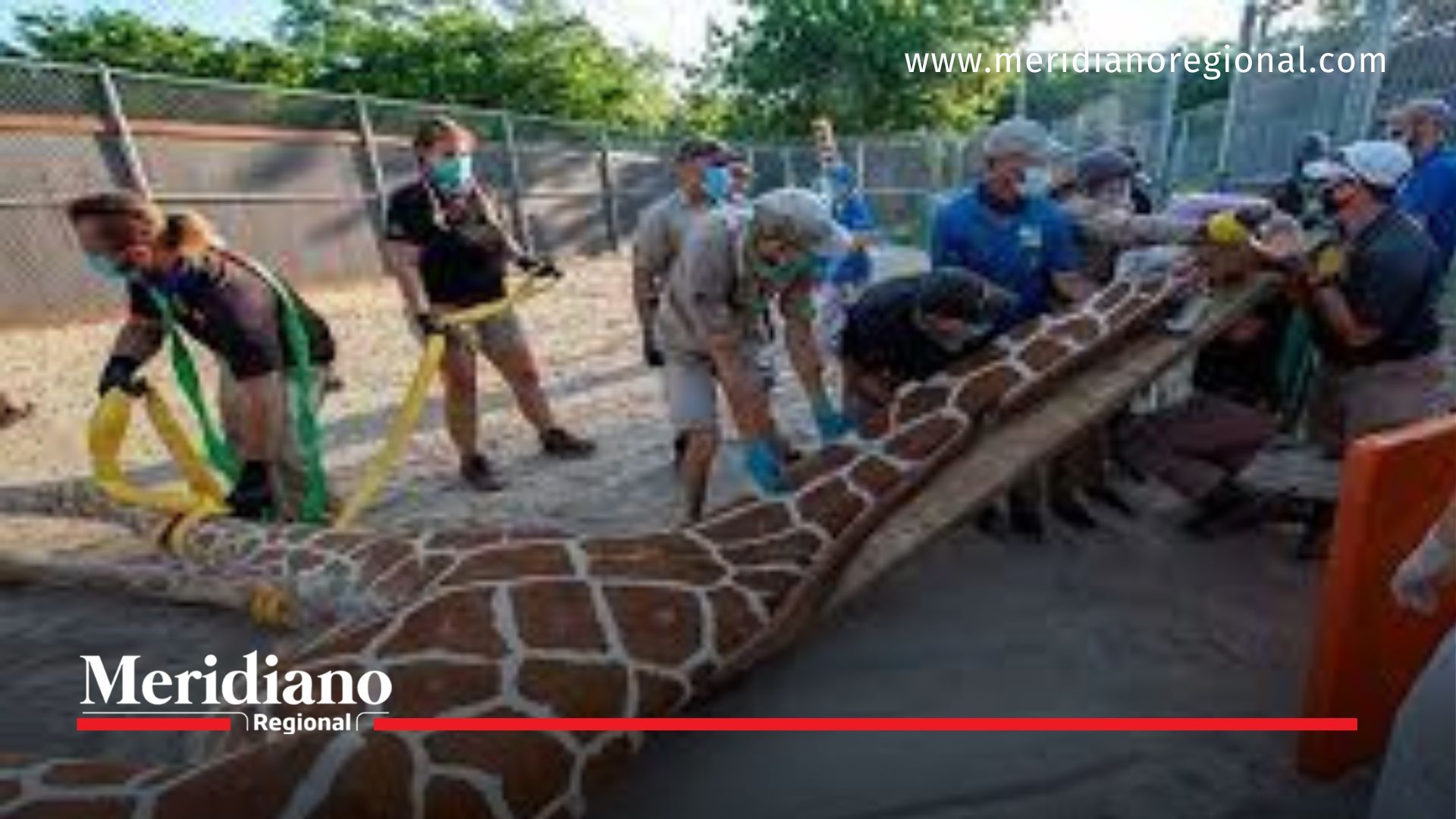 meridiano regional - En el Zoológico de Miami Jirafa se fractura el cuello tras un inesperado susto - Zoológico de Miami - Centro de Salud Animal - noticias internacionales - noticias cauca - noticias colombia